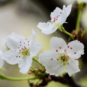 水蜜桃一曲二曲三曲
